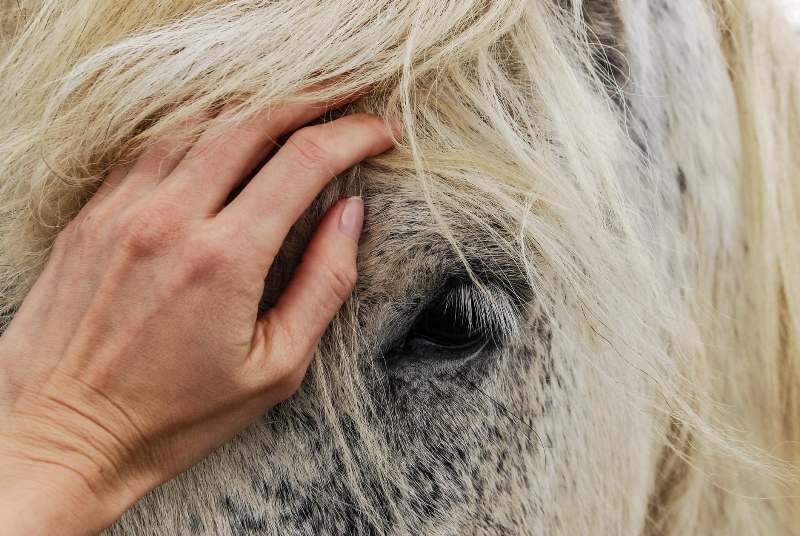 Pesquisa que diz ser benéfico falar com cavalos como se fosse um bebê partiu do Instituto Equestre Francês (IFCE) e do Inrae, ambos da França