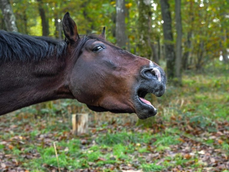 Por que os cavalos relincham?