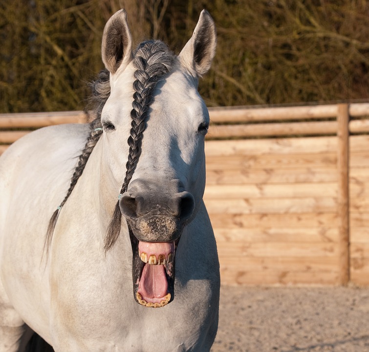 Alguns cavalos são muito vocais e usam seus sons para transmitir sentimentos. Você sabia disso? Então, Por que os cavalos relincham?