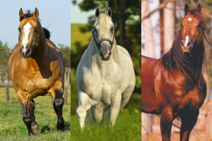 Quarto de Milha se despede de três grandes reprodutores da raça