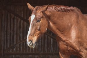 Seguro para equinos atinge R$ 11 milhões em prêmios emitidos em 2020