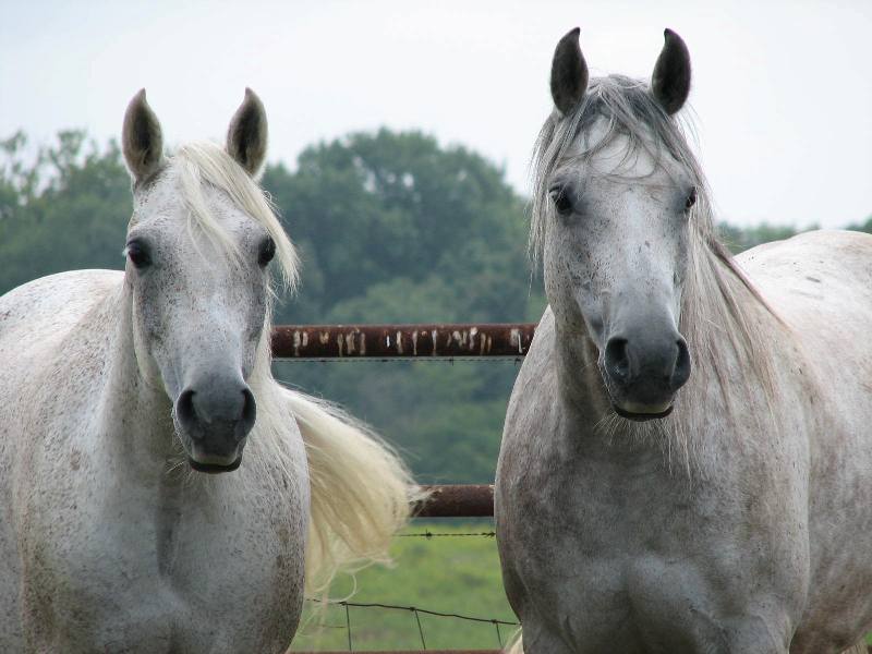 Shagya-Arabian é uma raça de cavalo robusto, valente e rápido, com aptidão para esportes equestres como Adestramento, Enduro e Salto