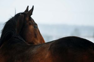 Você dá a devida importância quando seu cavalo sente dor?