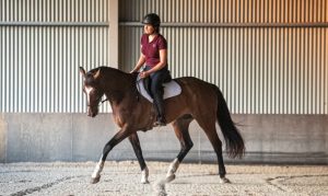 Você sabe conferir se seu cavalo trabalha corretamente?