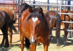 Marcas no rosto e pernas do seu cavalo são esclusivas deles