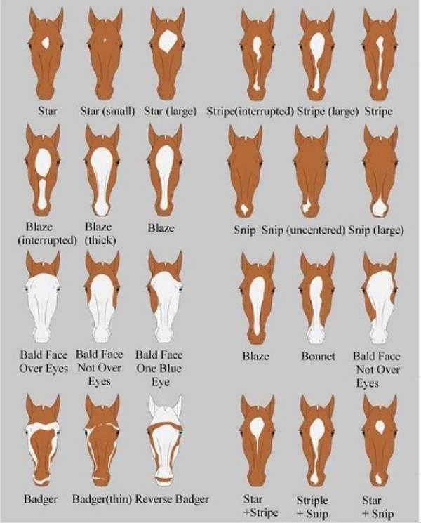 marcas no rosto e perna: embora existam várias marcas básicas em cavalos, cada uma é única para cada um; você conhece bem a do seu cavalo?