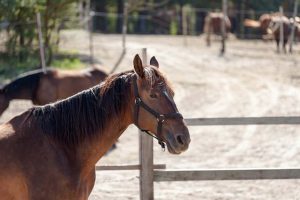 Exercícios que você pode praticar com seus cavalos