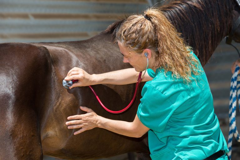 Dia do Veterinário – Homenagem Portal Cavalus