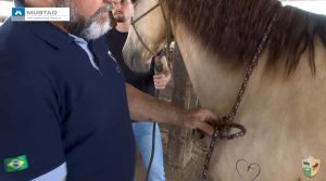 O que fazer quando o cavalo não deixa casquear?