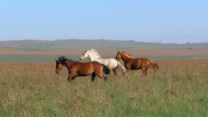 6 dicas para o proprietário de cavalos poupar