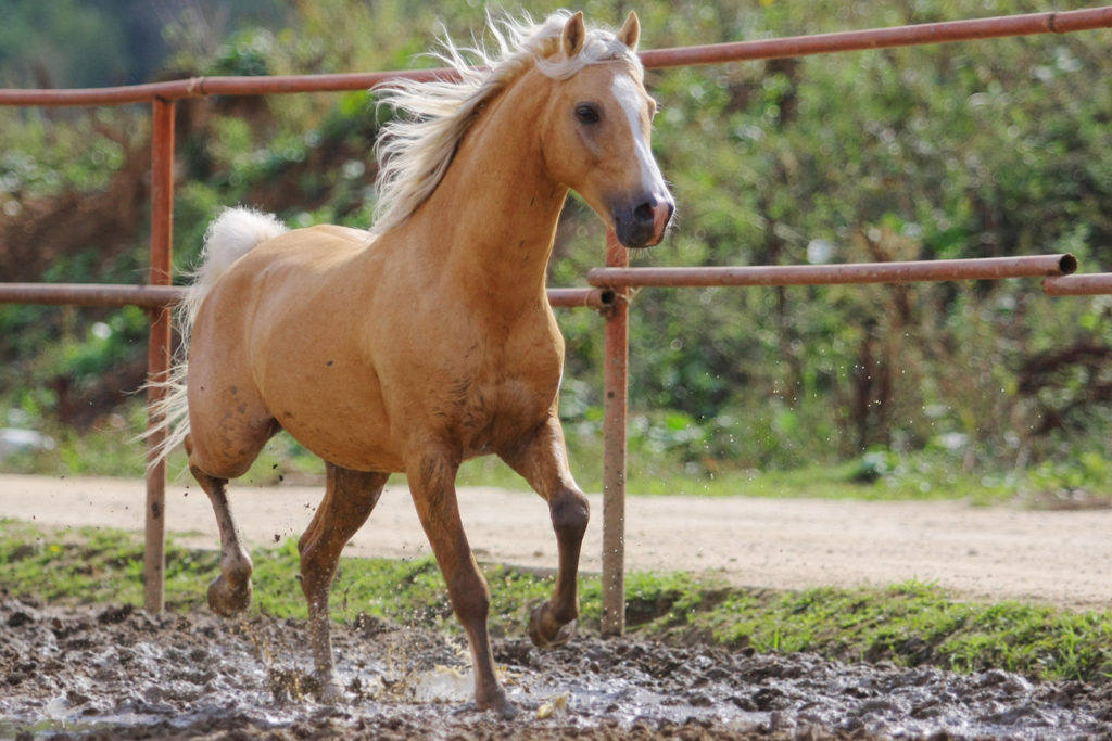 cavalo que rola na lama: deixar seu cavalo o dia todo se sujando pode provocar uma série de riscos à saúde dele; veja como cuidar disso!