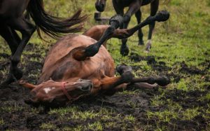 Dicas de como cuidar de um cavalo que rola na lama