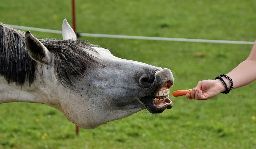 Cavalo x cenoura: melhora ou não melhora a visão?