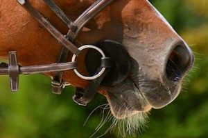 Bigodes do cavalo: aparar ou não aparar?