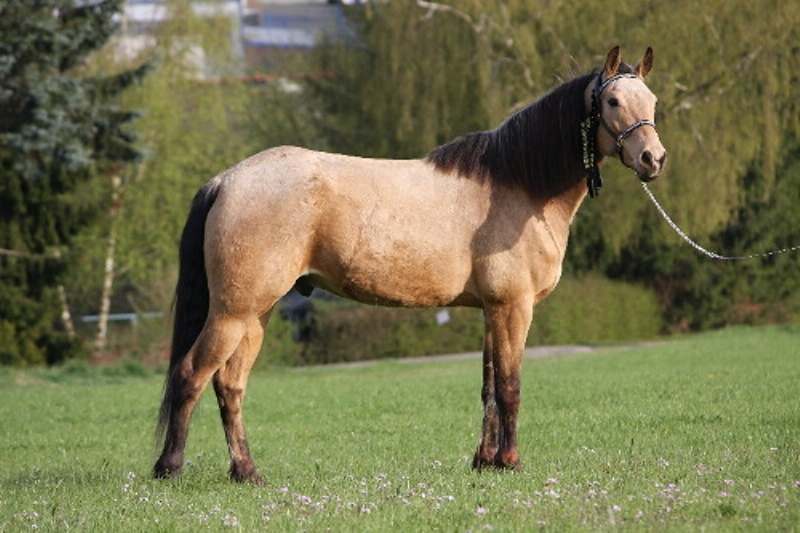 Missouri Fox Trotter, uma raça de cavalos que se originou no estado de Missouri, nos Estados Unidos, na região das montanhas ozark