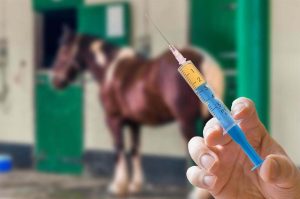 Por que a vacinação contra Garrotilho deve fazer parte do protocolo sanitário dos equinos?