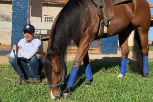 Cavalos oferecem melhor qualidade de vida às pessoas com autismo