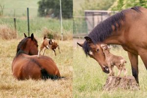 Cavalos e cabras são grandes amigos: você sabe o motivo?