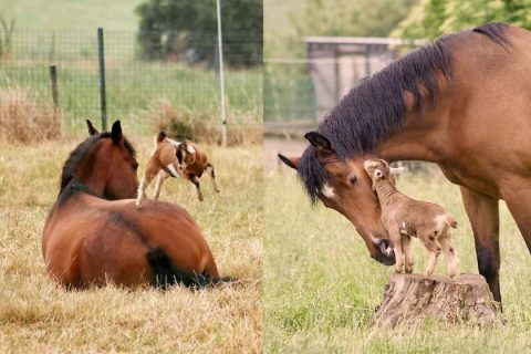 Cavalos e cabras são grandes amigos: você sabe o motivo?