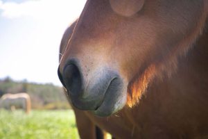 Como os cavalos ficam doentes