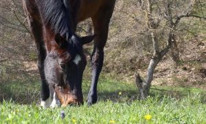 Conheça os tipos de suplementos alimentares para cavalos