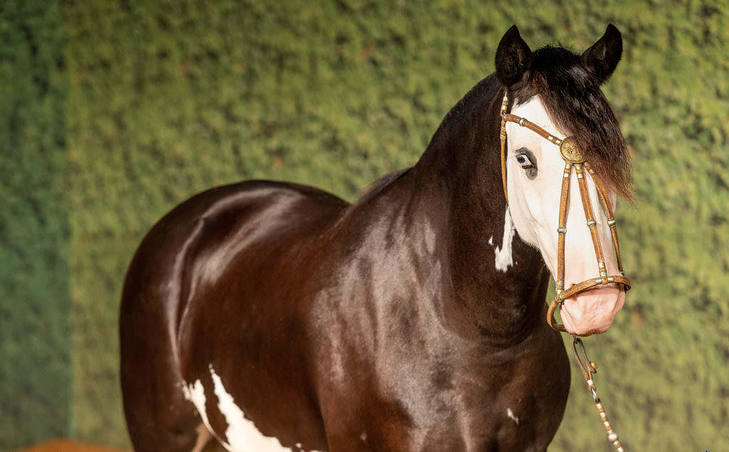 12 ideias de Cavalos e Aperos  cavalos, cavalo crioulo, crioulos