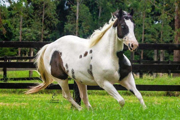 Exclusividade do Paint Horse é expressa em sua pelagem Cavalus