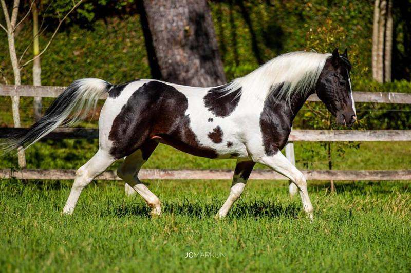 O criador, além do fomento da raça Paint Horse atuando nas pistas e na reprodução com seus cavalos, também presidiu a ABCPaint por um mandato