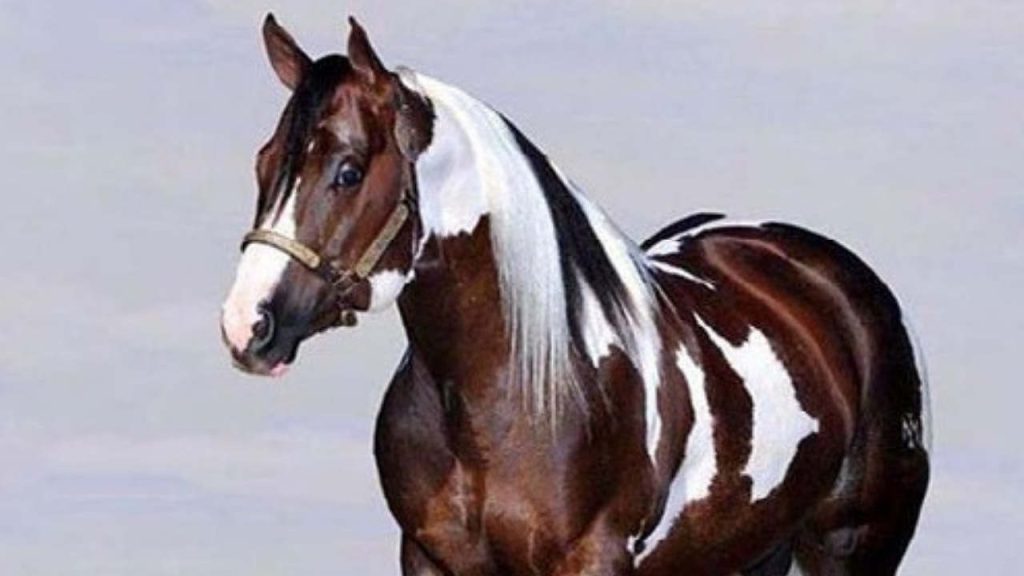 Exclusividade do Paint Horse é expressa em sua pelagem Cavalus