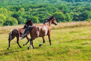 Glicina atua na estrutura muscular em cavalos atletas