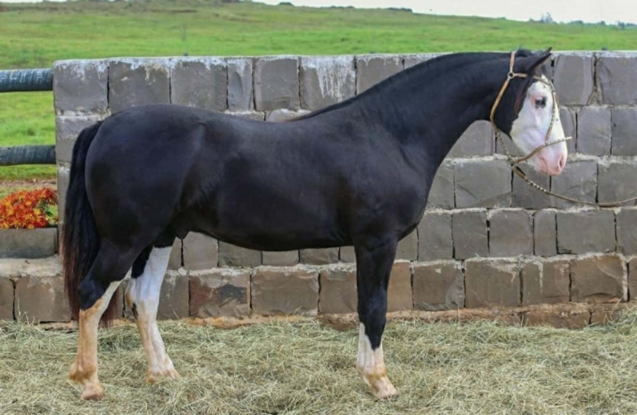 Cavalo Crioulo participa de evento especial no Rio de Janeiro - Cavalus