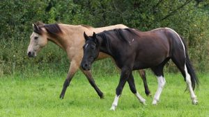 Missouri Fox Trotter tem origem nas montanhas Ozark