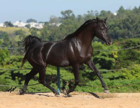 Leilão Virtual HVP reúne a beleza e a funcionalidade do Cavalo Árabe