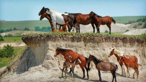 Papel da fêmea em uma manada de cavalos