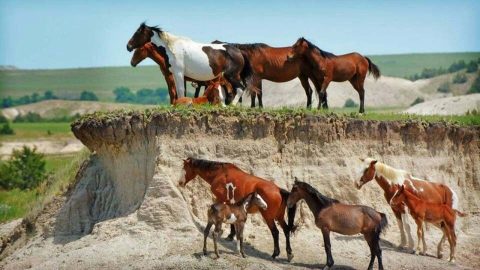 Papel da fêmea em uma manada de cavalos
