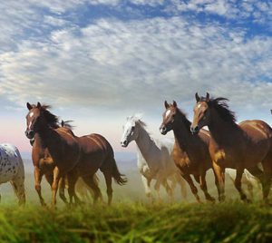 éguas em uma manada de cavalos: quem fala do assunto é Flávia de Oliveira Ramos, formadora de líderes no mundo corporativo Brasil afora