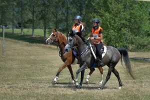 Para uma boa resistência em cavalos alimente as bactérias intestinais certas