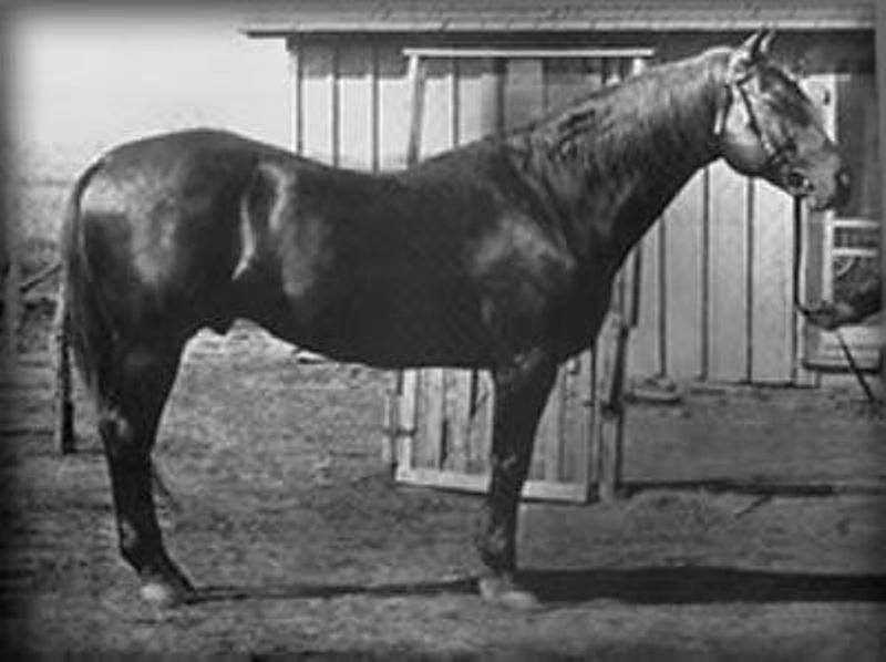Peter McCue foi um cavalo de Corrida e garanhão influente no pedigree da AQHA, embora tenha morrido antes da associação ter sido formada