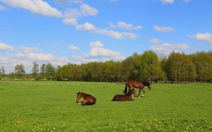 Planejamento e layout de pastagens em uma propriedade equestre