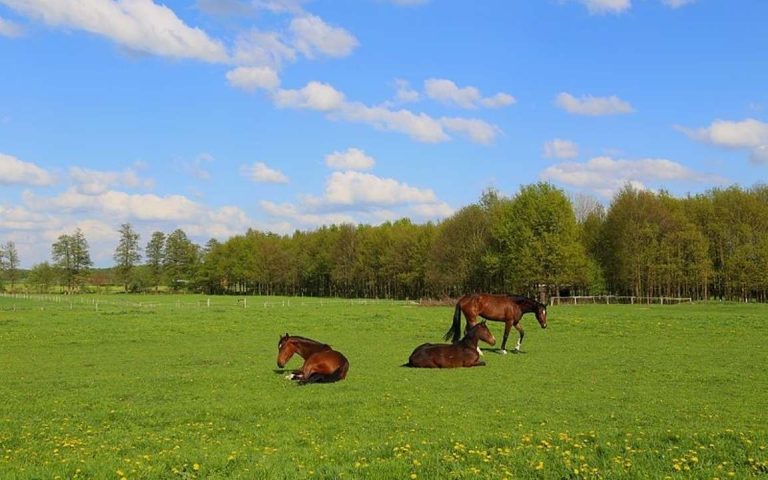 Planejamento e layout de pastagens em uma propriedade equestre