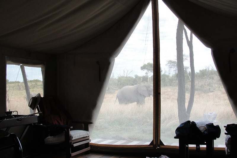 Paulo Junqueira continua sua viagem pelo Zimbábue, na segunda parte desse relato; elefantes, caçadores clandestinos; raça sul-africana
