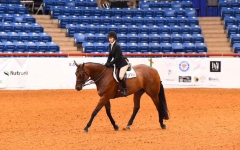 Tipos distintos do cavalo Quarto de Milha