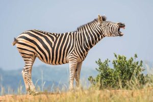 Embora seja possível realizar o ato de montar em uma zebra, você não pode domesticá-la