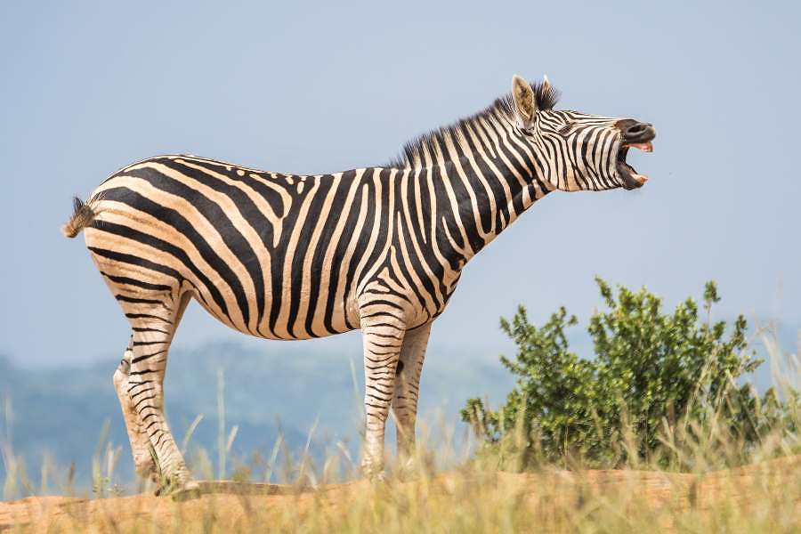 Zebras e cavalos: embora seja possível realizar o ato de montar em uma zebra, você não pode domesticá-la; veja os motivos nesse texto