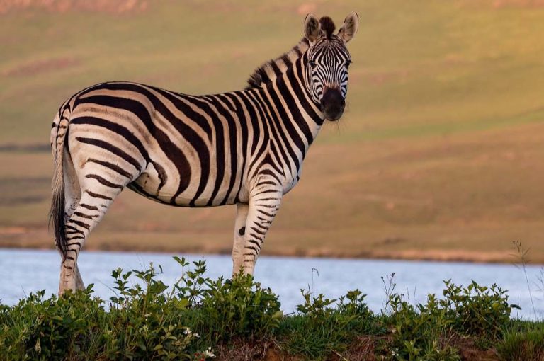 Zebras e cavalos: por que humanos não montam em zebras?