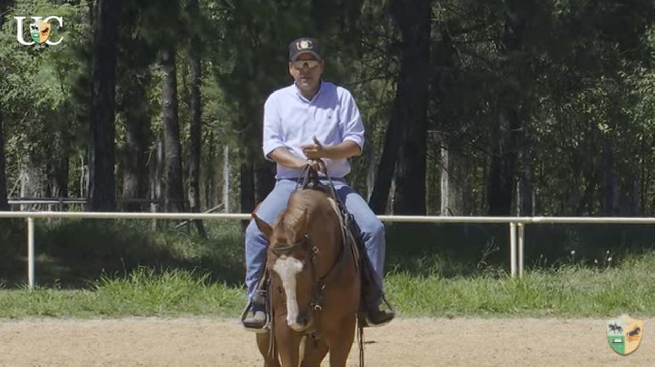 Cavalo que fica ansioso no partidor