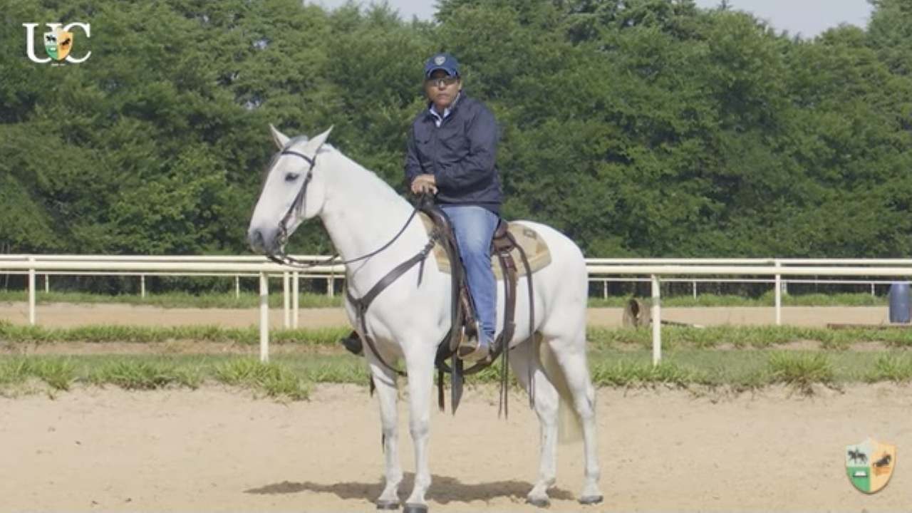 Sessão de aquecimento do seu cavalo