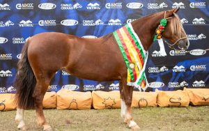 Bagé define mais oito para a final da Morfologia do Cavalo Crioulo