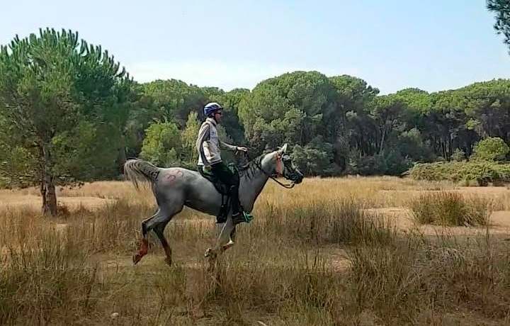 O Mundial de Enduro Equestre acontece dia 22 de maio, em Pisa, na Itália, com a participação de 13 países; Brasil está na 'briga'