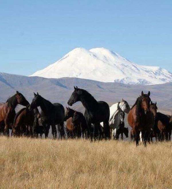 Paulo Junqueira conta dessa cavalgada para quem busca conhecer a cultura equestre secular da Rússia e participar de aventura nas montanhas